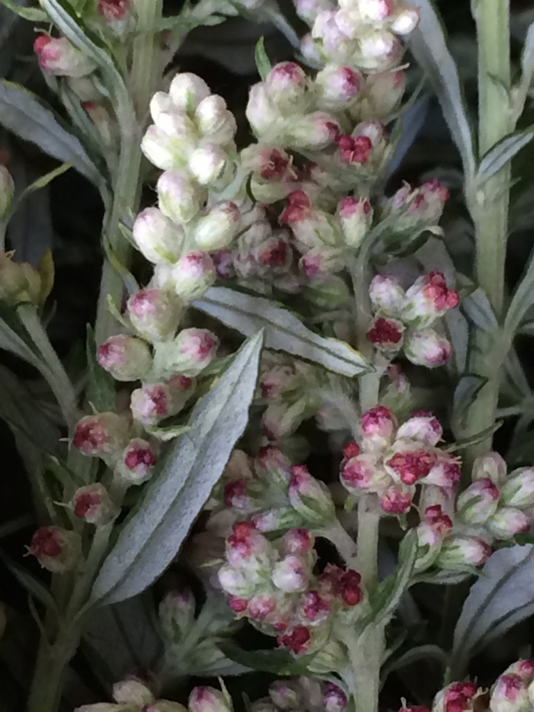 Mugwort