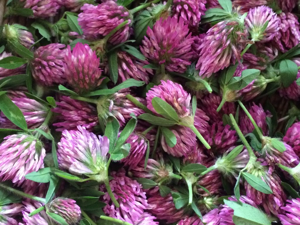 red clover ©Hedgerowherbs